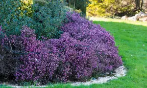 Un tapis de fleurs d'hiver violettes, des bruyères, borde une pelouse verte. Derrière, des arbustes persistants aux feuilles sombres et une touche de jaune.