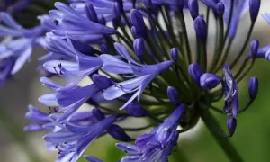 Gros plan sur une agapanthe en pleine terre, ses fleurs bleues éclatantes et ses boutons violets promettent une floraison estivale.