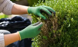 Mains gantées vertes retirant des branches mortes d'un buis, signe de la pyrale du buis.