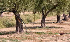 Des oliviers dans un champ, prêts à être arrosés. Le sol est sec et caillouteux, parfait pour planter un olivier.