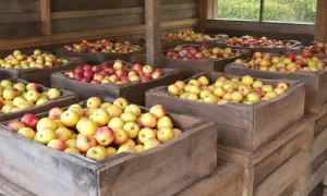 Des caisses en bois remplies de pommes jaunes et rouges, prêtes pour quand ramasser les pommes.