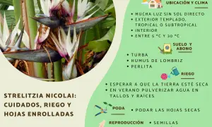 Gros plan sur une fleur d'oiseau du paradis, avec des conseils pour l'entretien de la Strelitzia Nicolai.