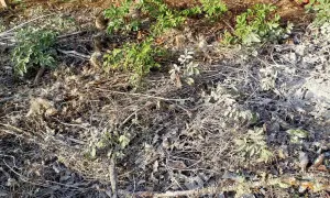 Terre recouverte de brindilles sèches, de feuilles mortes et d'une fine couche de cendre dans un jardin. Des pousses vertes émergent timidement.