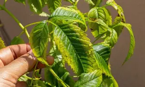 Une main examine des feuilles de framboisier jaunies, signe d'un ennemi du basilic qui attaque la plante.