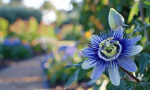 Une magnifique passiflore bleue et blanche s'épanouit dans un jardin ensoleillé, avec un chemin flou en arrière-plan.