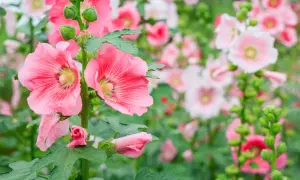 Fleurs roses de **hibiscus syriacus** épanouies, avec des bourgeons verts sur la tige.