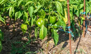 Gros poivrons verts mûrs sur une poivron plante, soutenue par des tuteurs rouillés et des liens bleus. Le sol est couvert de paillis.