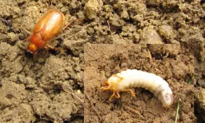 Un hanneton brun et sa larve, la larve de hanneton, se prélassent dans la terre.
