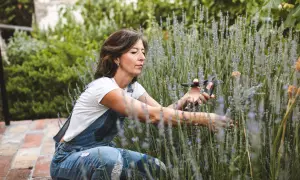 Femme en salopette bleue effectuant le bouturage de lavande, ciseaux à la main, au milieu d'un champ de lavande en fleurs.