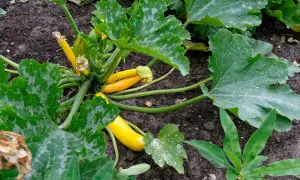 Courgettes jaunes poussent dans la terre, mais leurs feuilles montrent des signes d'oidium, une maladie fongique.