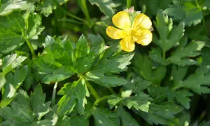 Un petit bouton d'or jaune brille au milieu de feuilles vertes luxuriantes.