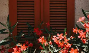 Des fleurs de laurier rose éclatantes devant des volets rouges. Un **puceron laurier rose** pourrait se cacher parmi ces belles fleurs.