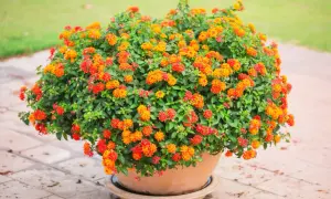 Gros buisson de fleurs orange et rouges dans une plante en pot plein soleil, sur un sol pavé.