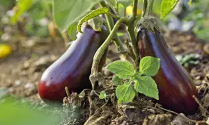 Deux aubergines violettes, prêtes à être cueillies à pleine maturité, poussent sur leur plant dans un sol terreux.