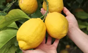 Mains tenant des citrons mûrs sur un citronnier en pleine floraison.