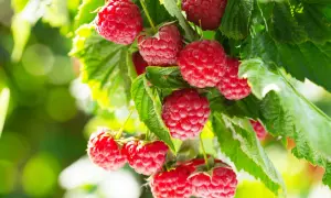 Gros plan sur des framboises rouges et juteuses sur une branche, prêtes à être cueillies. Un bon engrais framboisier a permis cette belle récolte.