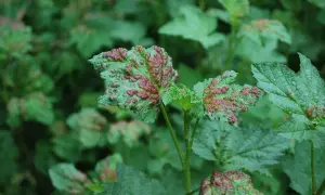 Feuilles vertes couvertes de pustules rouges, signe d'une maladie du mirabellier.