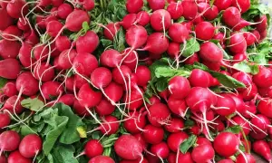 Un tas de radis rouges vifs, prêts à être dégustés. Leur piquant naturel, une question de chimie, est une surprise gustative.