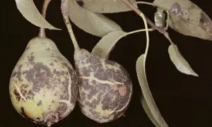 Deux poires sur une branche, présentant des taches sombres caractéristiques de la tavelure poirier. Des feuilles vertes et des branches fines complètent la scène.