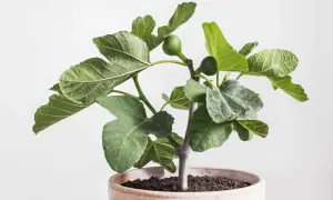 Jeune figuier en pot, ses feuilles vertes et lobées montrent des signes de **maladie des feuilles**, avec quelques taches grisâtres.