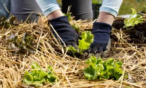 Mains gantées plantant des laitues dans un potager avec du paillage de paille. Le paillage potager protège les jeunes pousses.