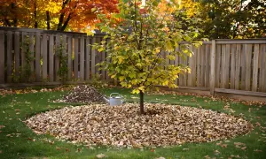 Des feuilles mortes forment un paillis naturel au pied d'un jeune figuier, prêt pour l'hiver.