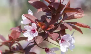 Fleurs délicates de prunier sauvage, aux pétales rosés et au cœur pourpre, se mêlant à des feuilles d'un rouge profond.