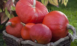 Un panier rempli de potimarrons rouges. La durée de conservation du potimarron est longue, parfait pour l'automne.