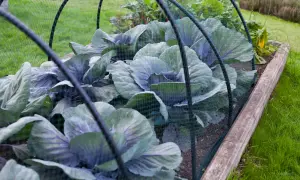 Choux rouges protégés par un filet dans un potager, à l'abri des limaces.