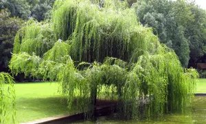Un magnifique saule pleureur aux branches tombantes se reflète dans l'eau d'un étang, entouré d'une pelouse verte et d'arbres luxuriants.