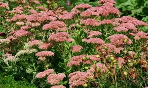 Un parterre de **différents sedums** aux grappes de fleurs roses et verdâtres, avec des tiges épaisses et des feuilles charnues.