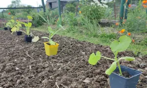 Jeunes plants de courgettes en pots, prêts à être repiqués. Le potager attend patiemment quand ramasser les courgettes.
