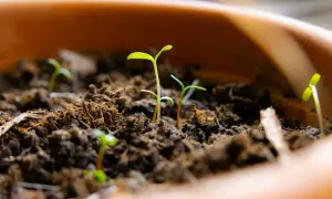 De jeunes pousses d'agapanthe émergent de la terre, promesse de futures fleurs bleues. La vie commence à partir d'une simple agapanthe graine.