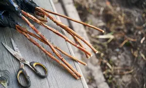 Des framboisiers prêts à être plantés, avec des ciseaux à portée de main. Le printemps est le moment idéal quand planter framboisier pour de belles récoltes.