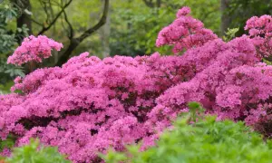 Un magnifique rhododendron rose, prêt à tailler pour une floraison éclatante.