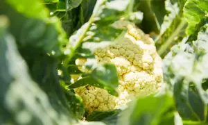 Gros plan sur une tête de chou-fleur blanc crémeux, cachée par ses grandes feuilles vertes. La culture du chou-fleur est un art.