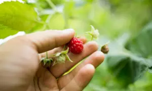 Main d'une personne tenant une framboise rouge mûre, avec des feuilles vertes floues en arrière-plan. Une bouture de framboisier prometteuse.