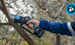 Une main utilise une tronçonneuse électrique pour tailler un olivier. C'est le moment idéal pour savoir quand tailler un olivier.