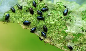 Une feuille de chou dévorée par de nombreuses altises noires. Un traitement est nécessaire pour protéger les cultures.
