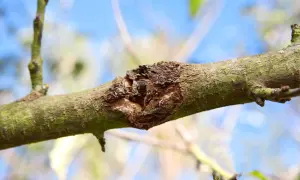 Gros plan d'une branche de pommier atteinte d'une maladie, montrant une lésion sur l'écorce.