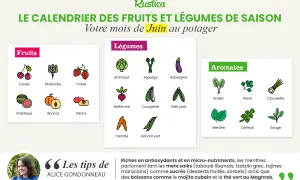Calendrier des fruits et légumes de saison : votre mois de juin au potager. Cerises, fraises, pastèques, artichauts, courgettes, menthe, basilic...