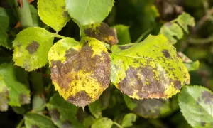 Feuilles de rosier atteintes de maladie, jaunissantes et couvertes de taches brunes. Photo maladie des rosiers.