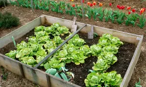 Carré potager rempli de semis de salade bien verts, avec des tulipes en arrière-plan.