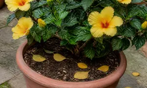 Un hibiscus aux fleurs jaunes éclatantes, avec quelques hibiscus feuilles jaunes tombées dans le terreau.