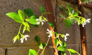 Des fleurs blanches délicates de jasmin grimpent sur un treillage en bois, leurs feuilles vertes brillantes capturant la lumière du soleil.