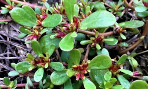 Gros plan sur des pousses de pourpier sauvage aux feuilles vertes charnues et aux bourgeons rouges.