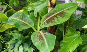 Jeune bananier aux feuilles vertes marbrées de pourpre, prêt à être planté dans un jardin luxuriant.