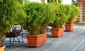 Boutures de bambou luxuriantes dans des pots en terre cuite sur une terrasse en bois, créant un espace extérieur verdoyant.