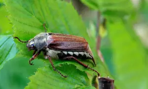 Gros plan d'un hanneton volant, posé sur une feuille verte. Ses pattes fines s'accrochent à la plante.