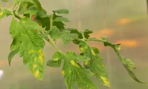 Feuilles de tomate atteintes de la maladie, jaunissant et tachetées. Un traitement est nécessaire pour sauver la plante.